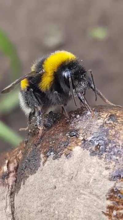 Saw my first Bee toungue today too! She's licking up some evaporated sugar water. Soooo cute.
