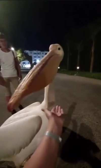Pelican attack