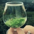Rehydrating dried tea leaves
