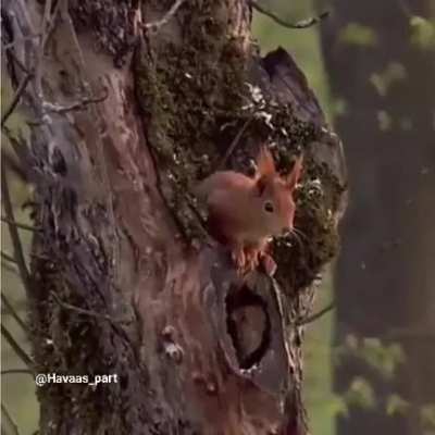 This is inside the squirrel house