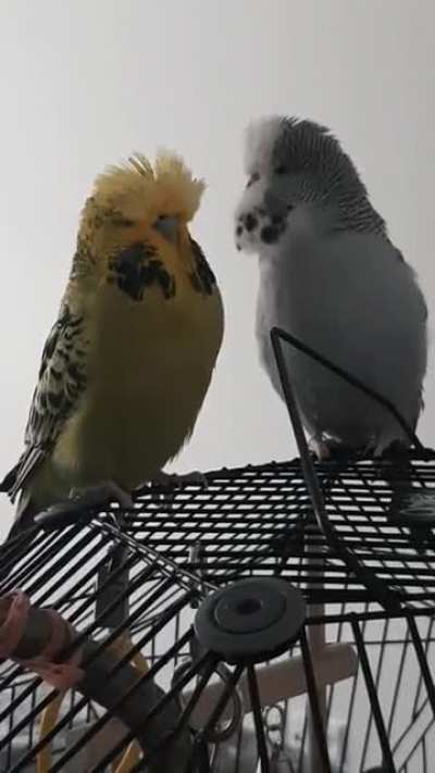 feather-raising story 😮