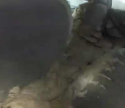 cursed_wasps