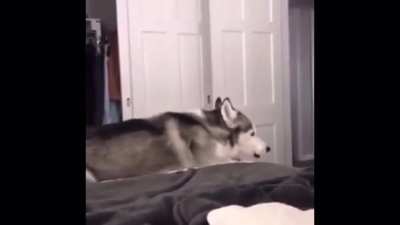 Husky