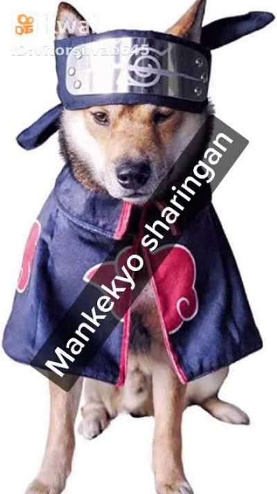 Cachorro ninja