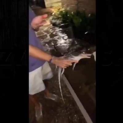 Messing with a cute little crocodile