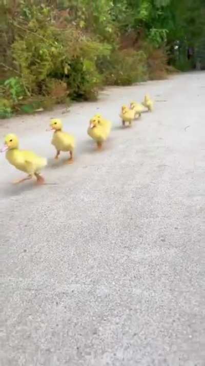 Wait up mom...!