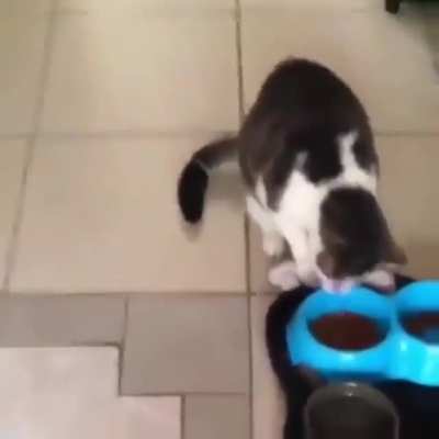 to feed his toy bear