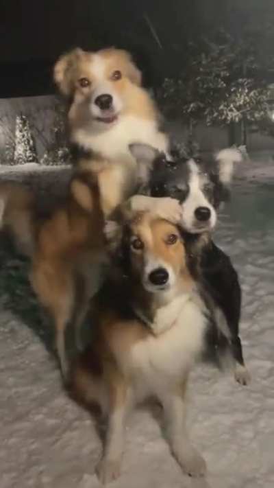 Dawwww Doggies