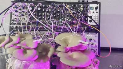 mushroom vibe