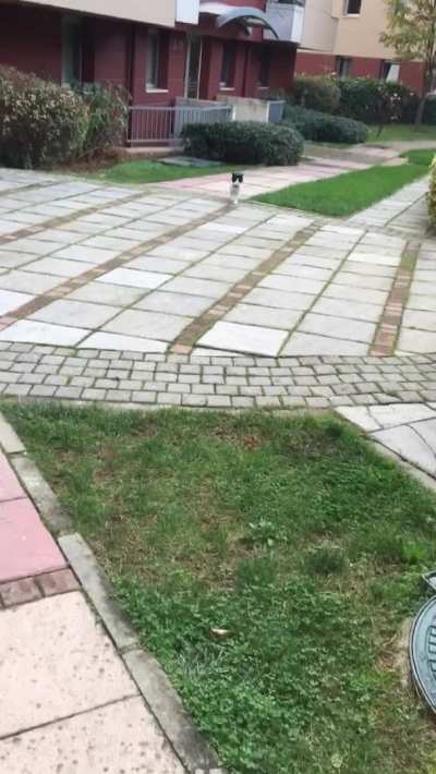 My cat welcomes me everyday when I come home :)