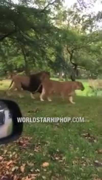 Lions are so majestic