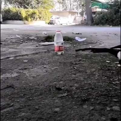 This crow is adding rocks in order to drink the water. Would you have thought to do that?