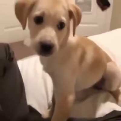 Good boy