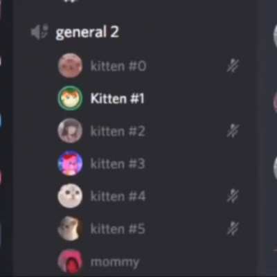 Discord kittens