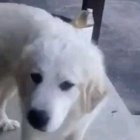 Feel that doggo