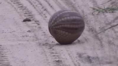 Armadillo rolling into ball.
