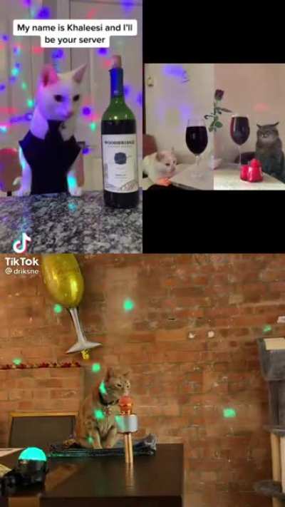 Cat bar