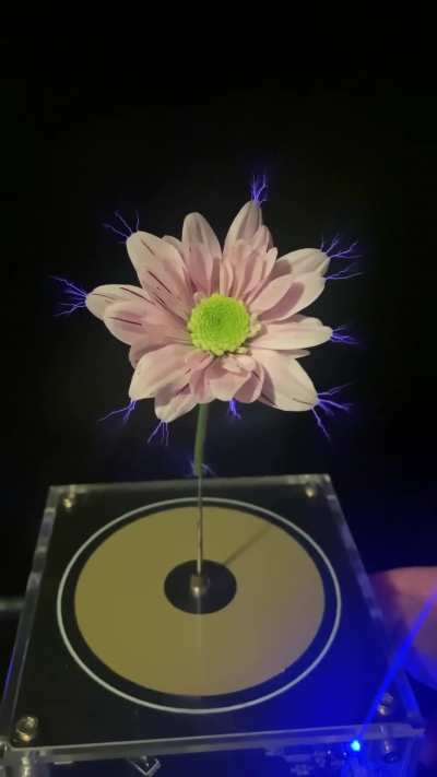 Passing tesla coil through a flower.