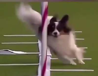Husky i don't want stress