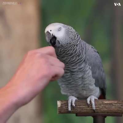 This parrot can speak cutely.