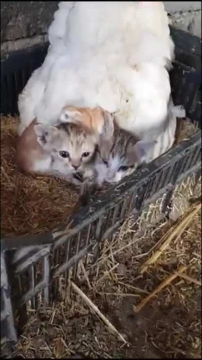 Keeping her chicks incubated