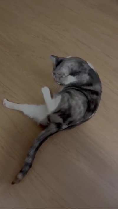Cat weird symptoms, vets don’t know