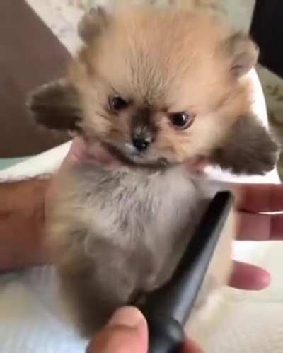 Angry potato
