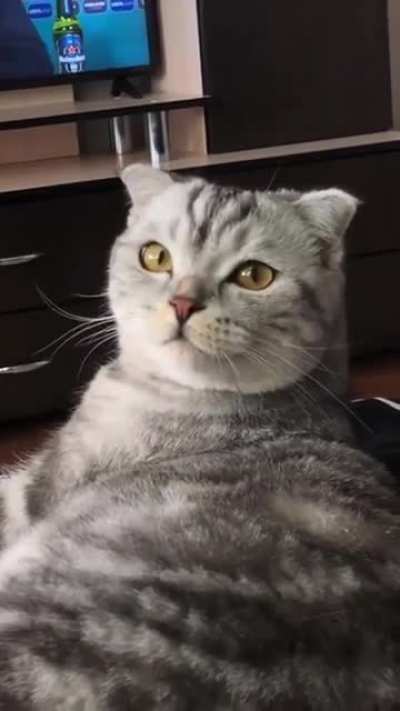 teefies