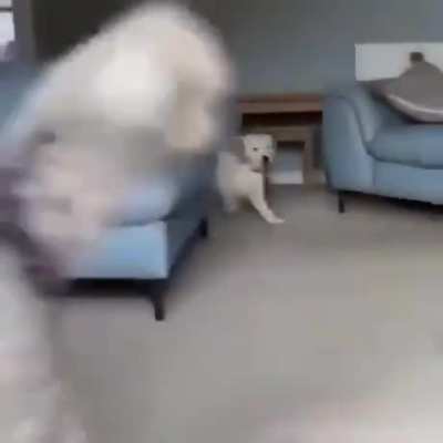 Welcome home pupper