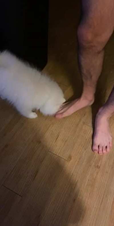 Puppy gives a little nip