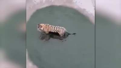Apex Predator