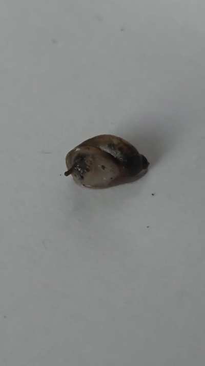 [10x Time-Lapse] Watch this little Amber Snail wake up from its deep sleep!