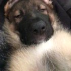 He's a snorer.