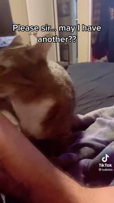 Such a cute kitty!