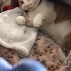 Kitty wanted it’s fave pillow