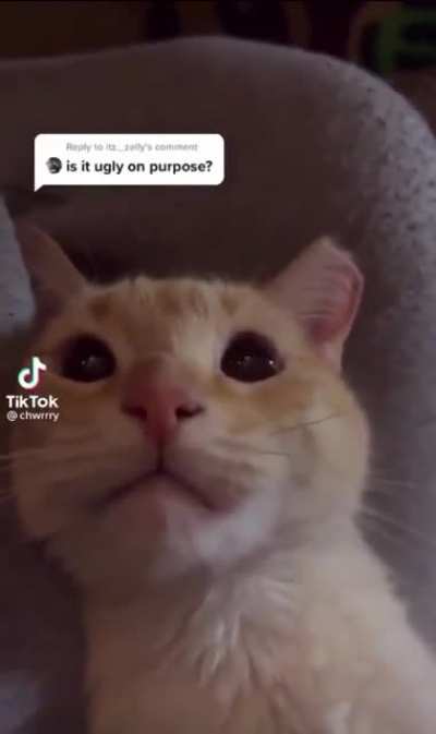 Sad kitty