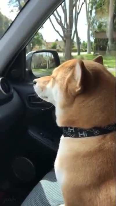 doggo vibin to some unreleased carti