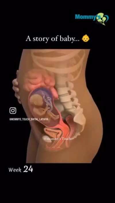 How a baby grows inside a woman’s body