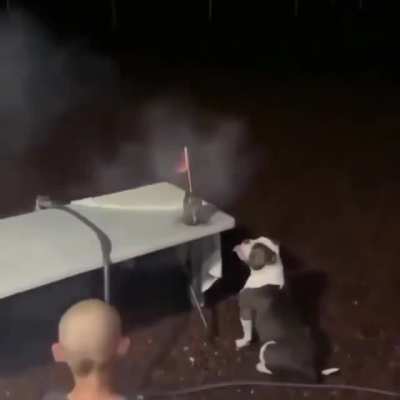 Семейная собака проявляет большой энтузиазм в каждом мероприятии.