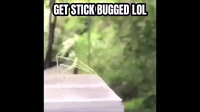 haha stick bug
