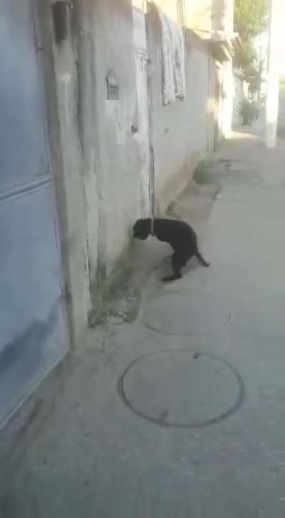 DoggyStyle