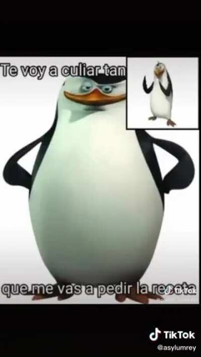 skipper culiador