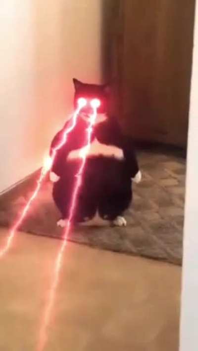Wut dah cat doin?
