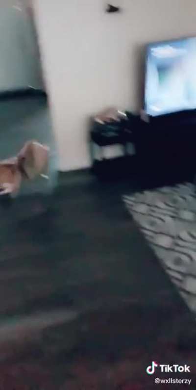 He got caught in a bag and freaked out lol