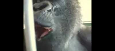 Posting the monkey video everyday until I get a girlfriend. Day 44