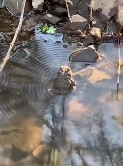 Bullfrog hitting the sweet spot