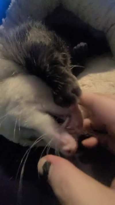 Danger boop