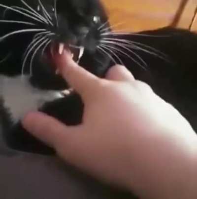 Angry boi