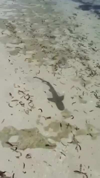 Cute shark minding it's own business