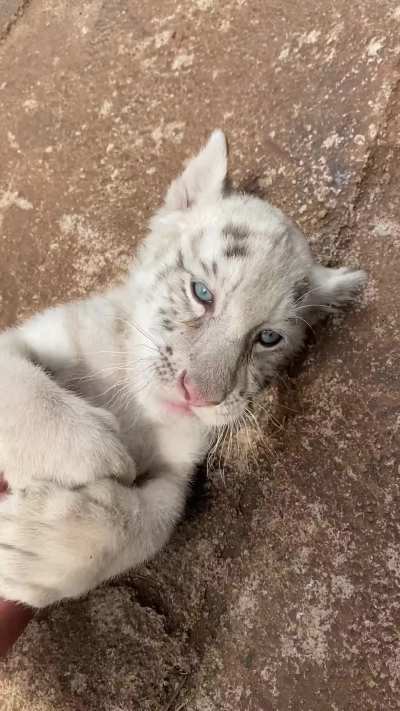 Here kitty kitty